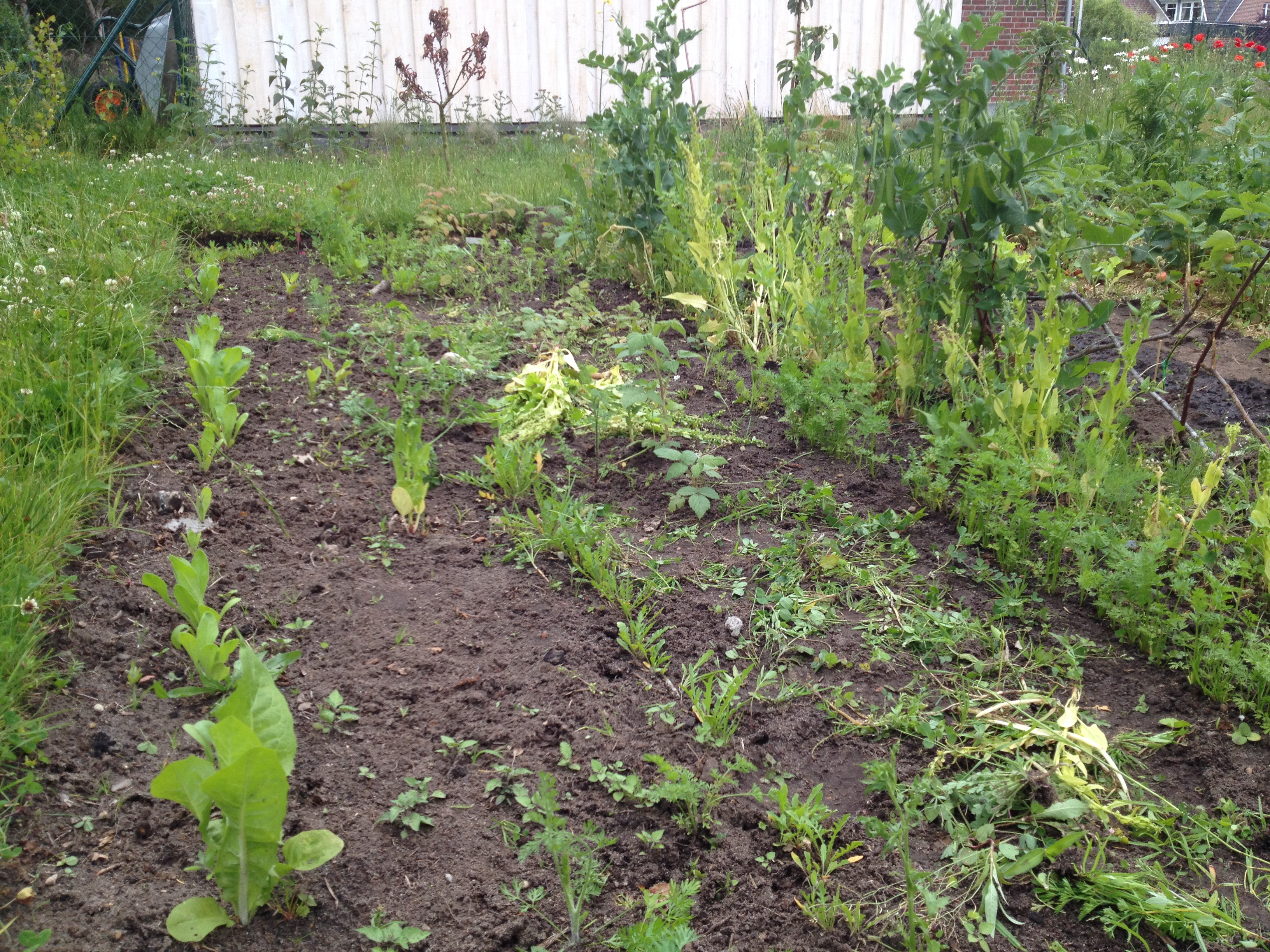 Unser Naschgarten, nachdem ich die ersten drei Reihen gejähtet habe. v.l.n.r: Ringelblumen, Basilikum, Rauke, Möhren und Dill, Spinat, Erbsen, dann lange nur Kram, und (nicht sichtbar) Salat und Erdbeeren. Hinten sieht man die dicken Bohnen noch. 