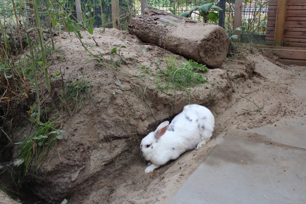 Bauarbeiten auch bei den Kaninchen.
