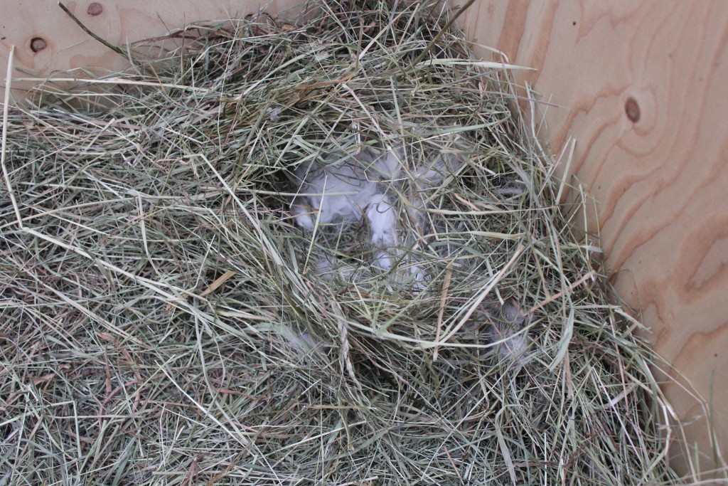 Kaninchen-Nest